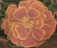 The Golden Marigold Club